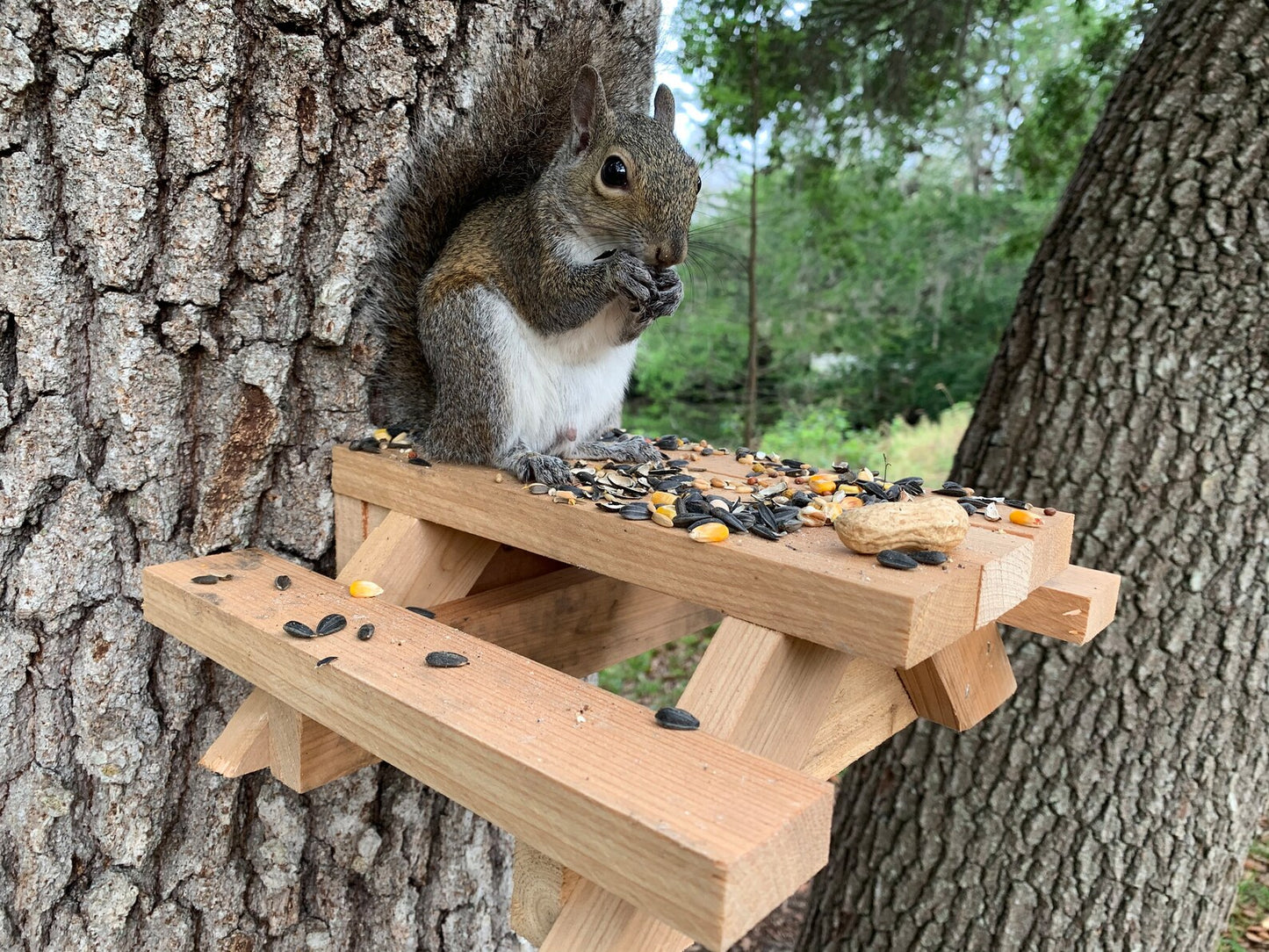 Squirrel Table